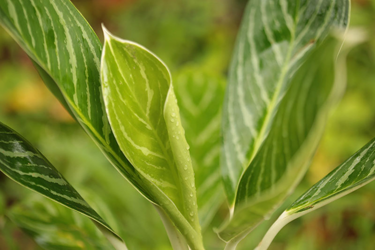 Sangat Mudah! Ikuti Cara Menanam dan Merawat Aglaonema CASA Indonesia