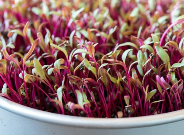 Kenapa Tanaman Microgreen Dikenal Hebat Ini Alasannya CASA Indonesia 3