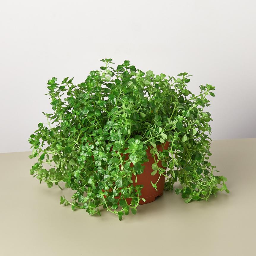 tanaman hias gantung