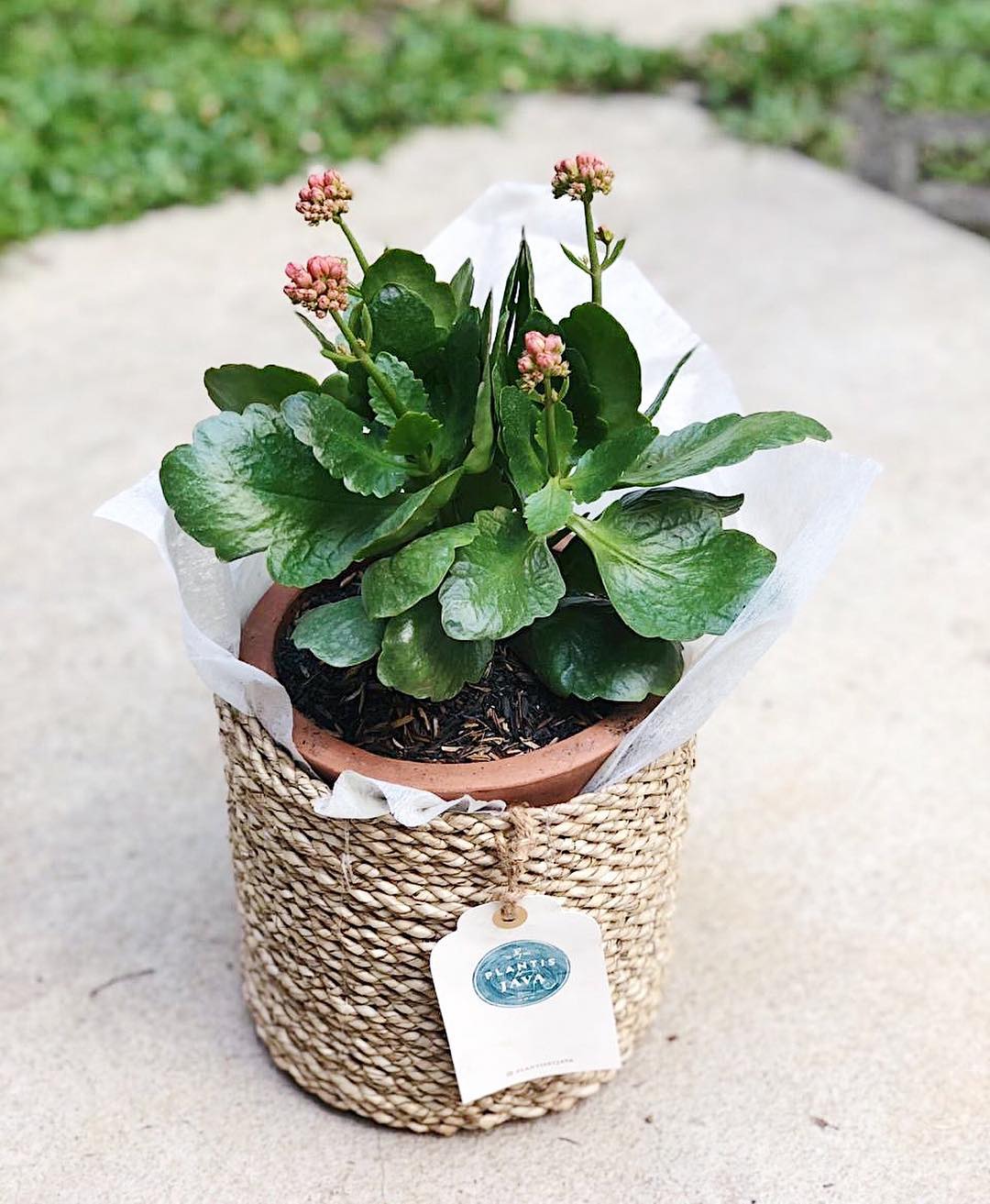 Calandiva / Plantis et Java