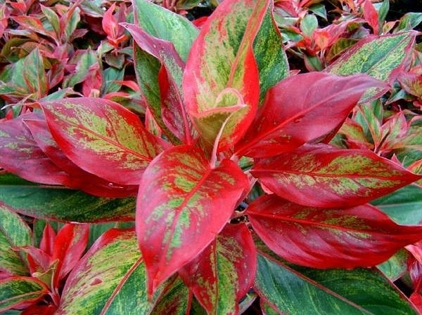 Sangat Mudah! Ikuti Cara Menanam dan Merawat Aglaonema