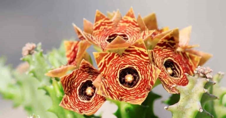 Tanaman Rumah yang Cocok dengan Zodiak Anda? Simak!