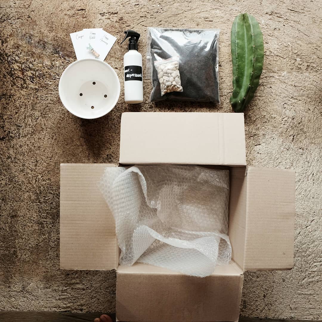 Anti Gagal! 5 Cara Menanam Kaktus Mudah di Dalam Rumah