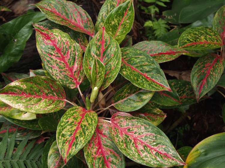 Sangat Mudah! Ikuti Cara Menanam dan Merawat Aglaonema