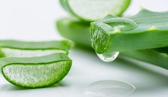 Tanaman Obat Keluarga dengan Khasiat Banyak! Apa Saja? CASA Indonesia