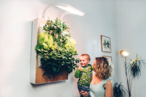 Tanaman Hidroponik: Solusi Berkebun di Lahan Terbatas