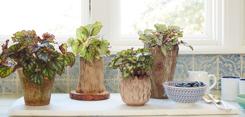 Tanaman Rumah yang Cocok dengan Zodiak Anda? Simak!