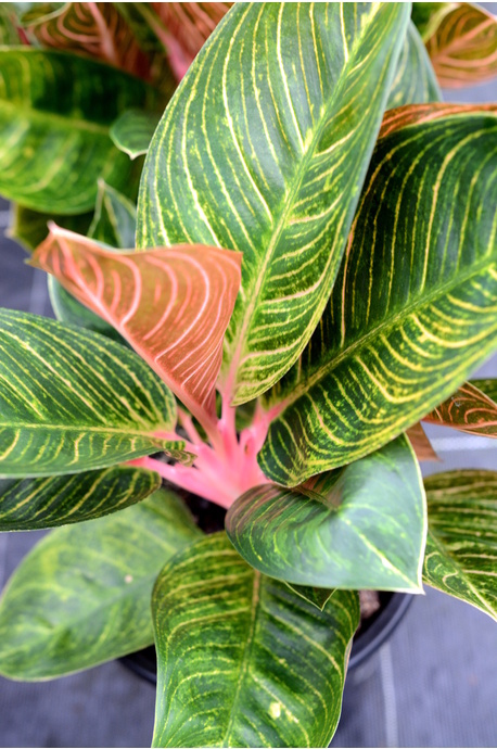 Sangat Mudah! Ikuti Cara Menanam dan Merawat Aglaonema CASA Indonesia