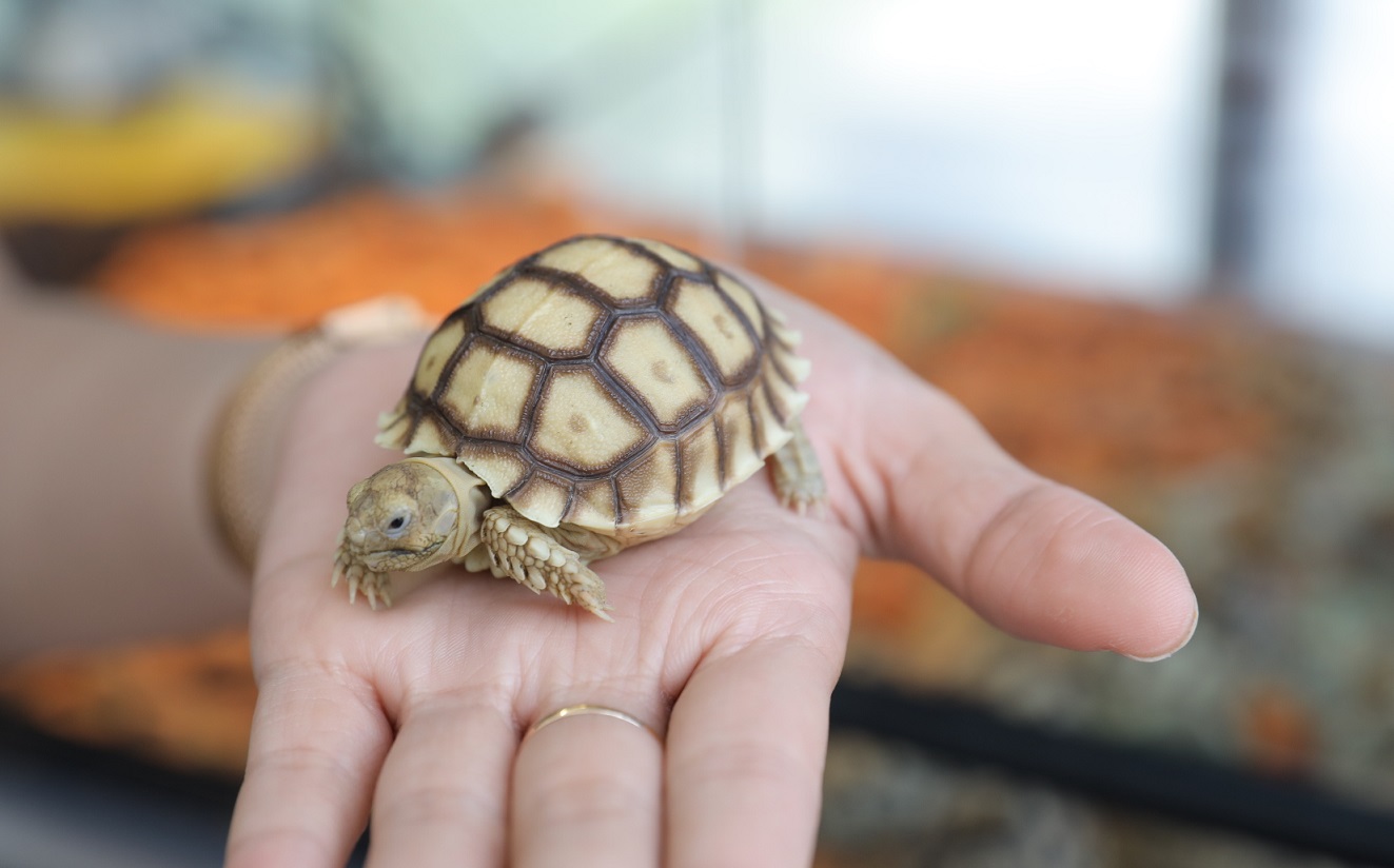 micasa by alacasa tribeca park 2022