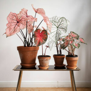 Sungguh Indah! 10 Jenis Tanaman Keladi Paling Cantik