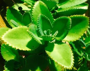 Tanaman Hias Cocor Bebek Bisa Sembuhkan 11 Penyakit