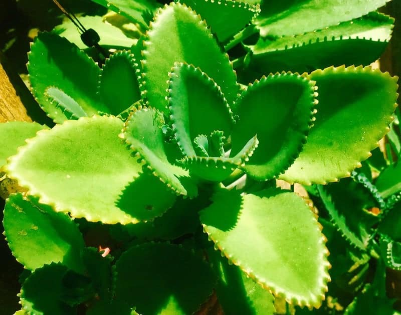 Tanaman Hias Cocor Bebek Bisa Sembuhkan 11 Penyakit