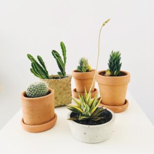 Anti Gagal! 5 Cara Menanam Kaktus Mudah di Dalam Rumah