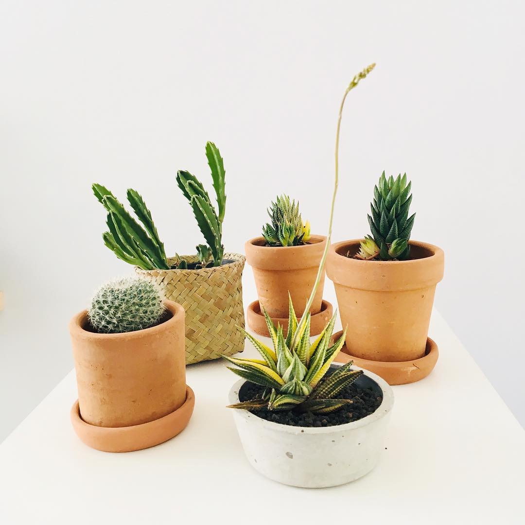 Anti Gagal! 5 Cara Menanam Kaktus Mudah di Dalam Rumah