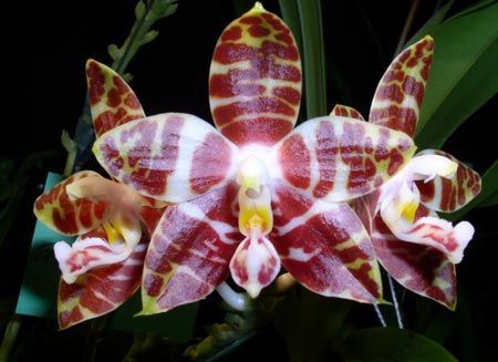 Jenis Anggrek Bulan Bintang