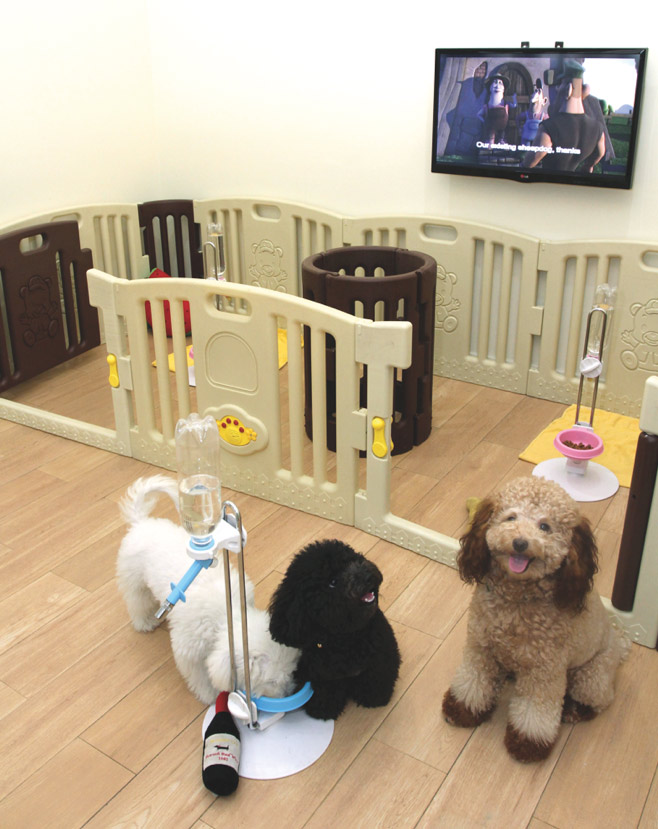 Rayakan International Dog Day & Manjakan Mereka di salon spa anjing kemang casa indonesia