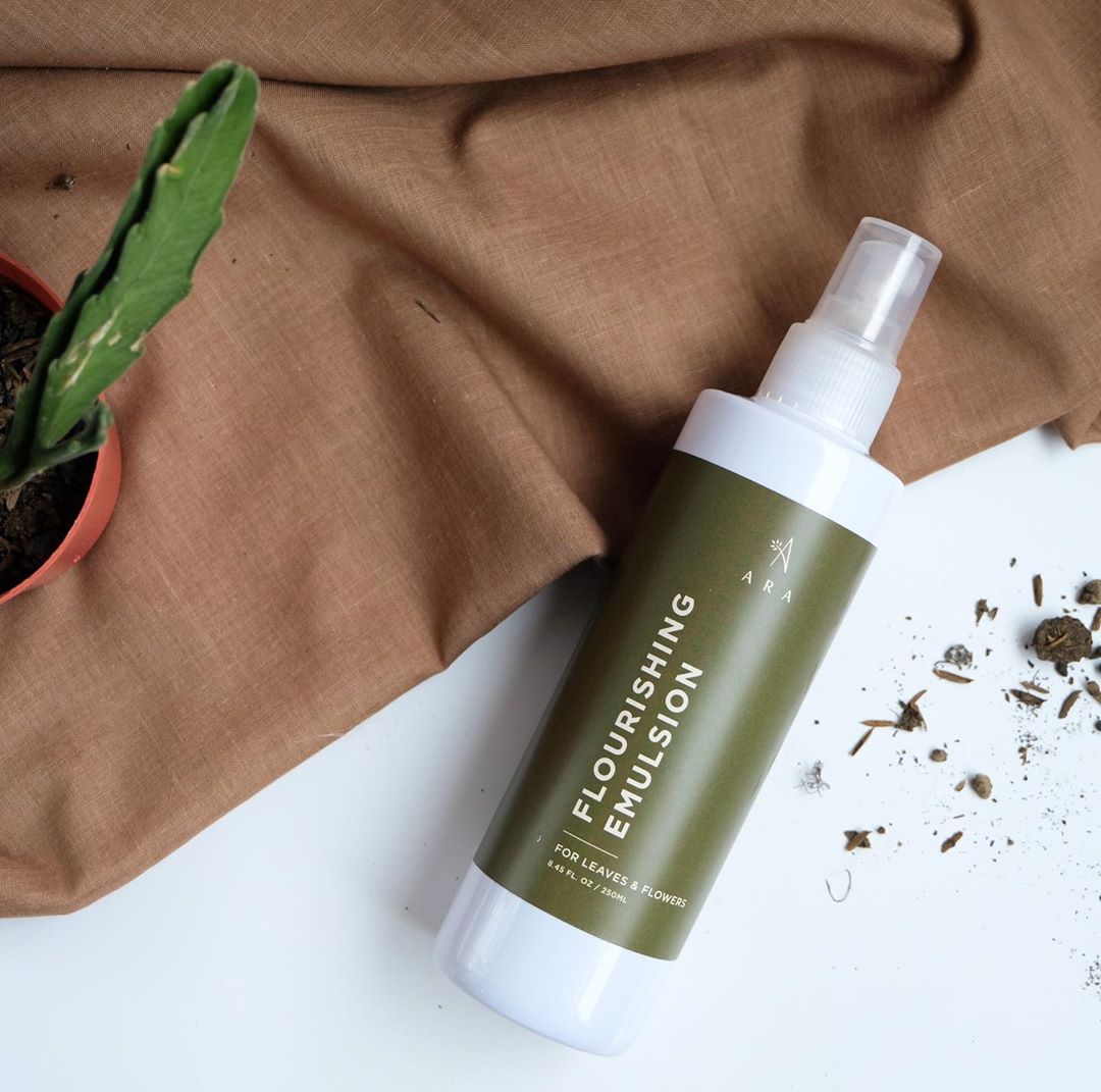 Belanja Tanaman Online Hanya di Urban Jungle! Diskon!!! casa indonesia tokopedia