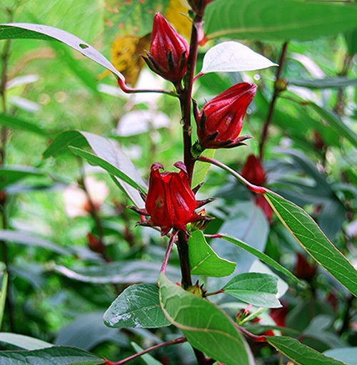 Tanaman Obat Keluarga dengan Khasiat Banyak! Apa Saja? CASA Indonesia