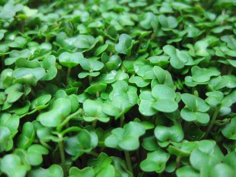 Kenali Microgreen Tanaman Unik dengan Aneka Kelebihan CASA Indonesia 2