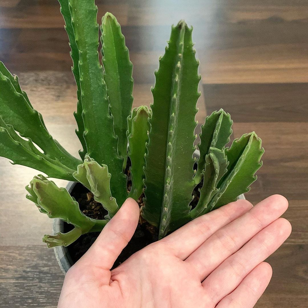 Anti Gagal! 5 Cara Menanam Kaktus Mudah di Dalam Rumah