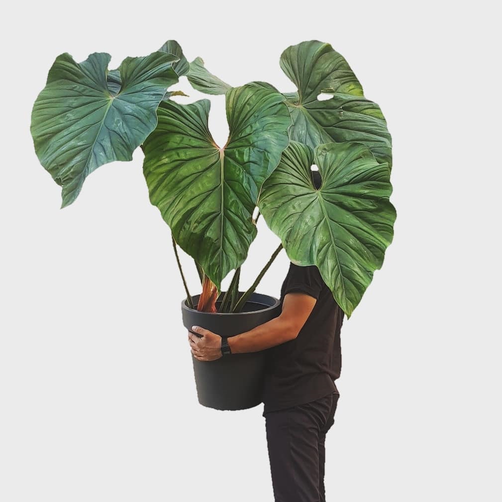 Belanja Tanaman Online Hanya di Urban Jungle! Diskon!!! casa indonesia tokopedia