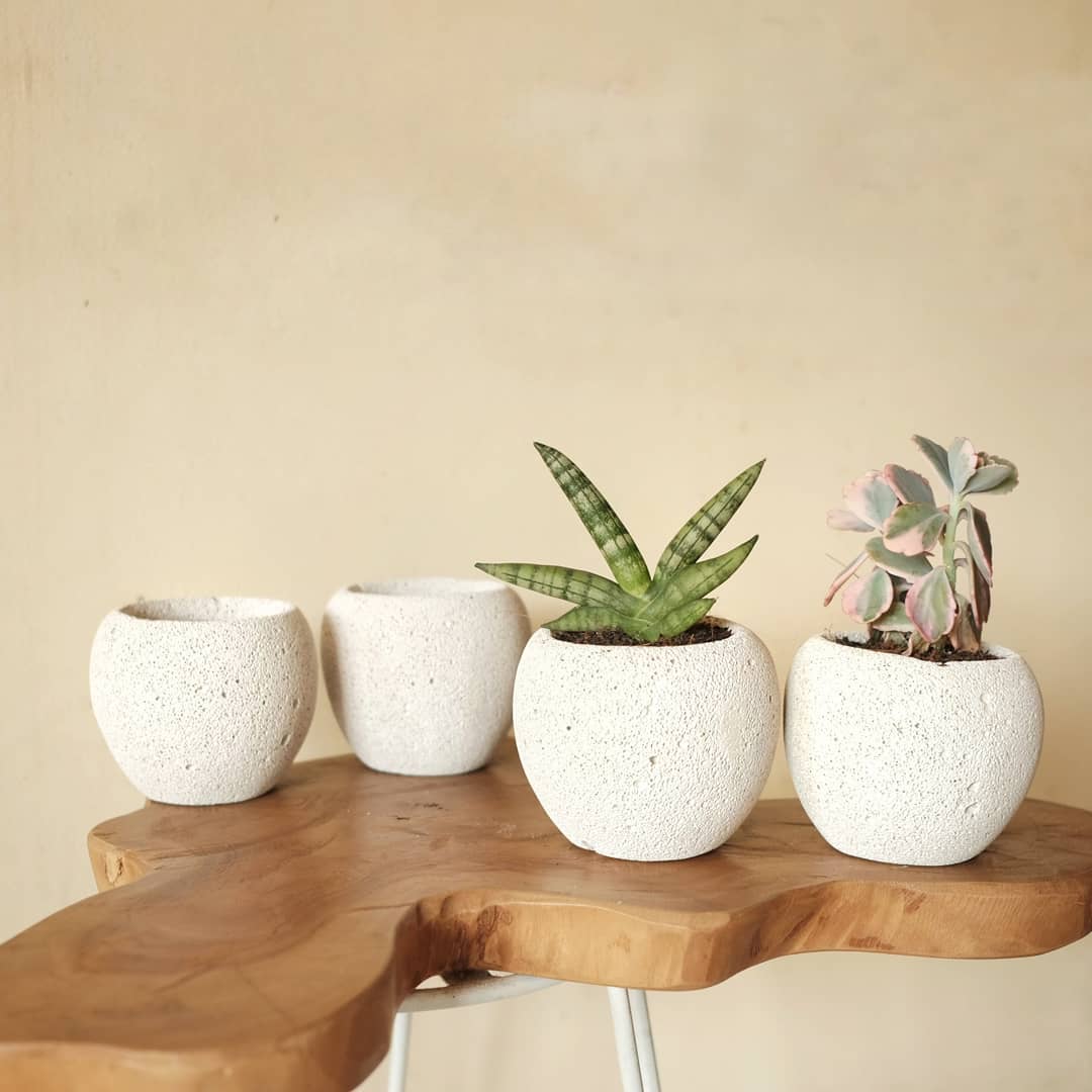 Anti Gagal! 5 Cara Menanam Kaktus Mudah di Dalam Rumah