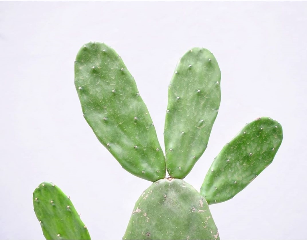 Anti Gagal! 5 Cara Menanam Kaktus Mudah di Dalam Rumah