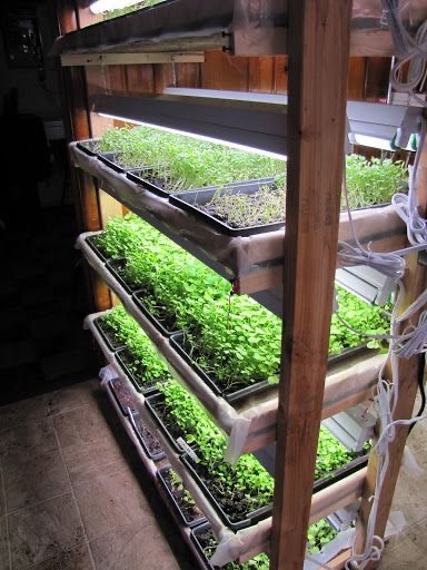 Kenali Microgreen Tanaman Unik dengan Aneka Kelebihan CASA Indonesia 1