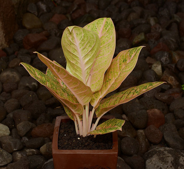 Sangat Mudah! Ikuti Cara Menanam dan Merawat Aglaonema CASA Indonesia