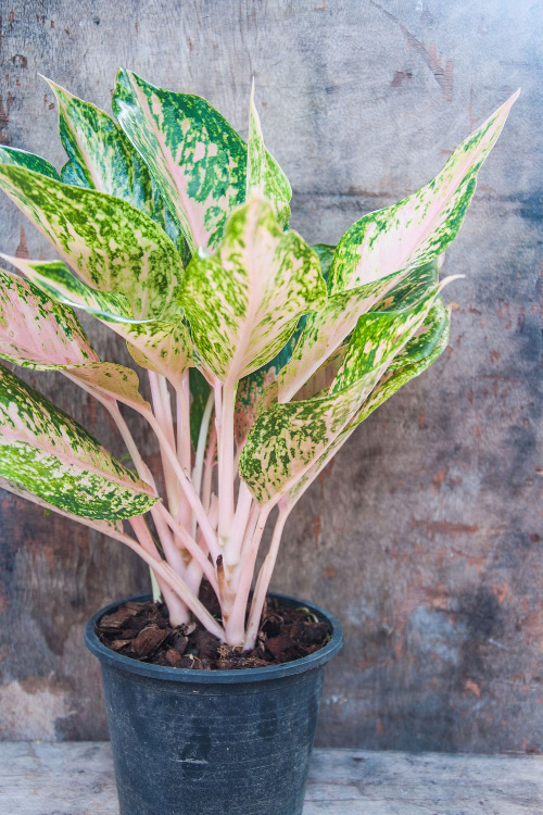 Sangat Mudah! Ikuti Cara Menanam dan Merawat Aglaonema