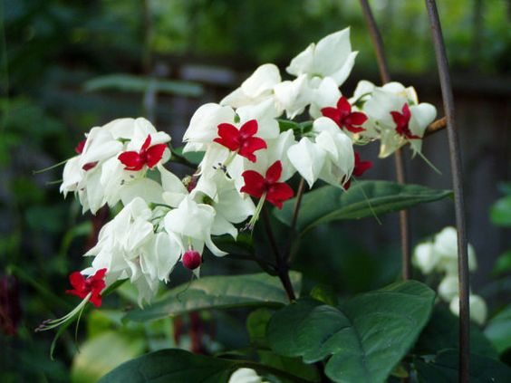 tanaman hias gantung